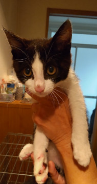 かわいい白黒ちゃんです