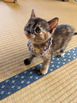 甘えん坊の5兄妹です