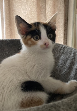 かわゆい三毛猫すみれちゃん