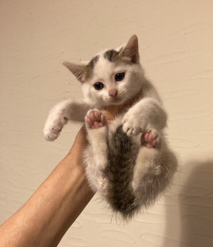 縞々尻尾の可愛い雌猫1ヶ月