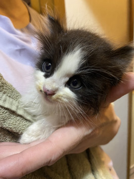 かわいいハチワレの綿毛ちゃん