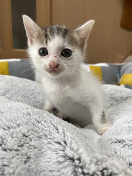 幸せのカギしっぽちゃん1ヶ月❤️