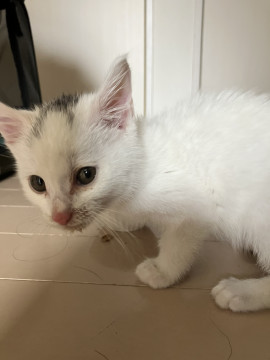 白い子猫