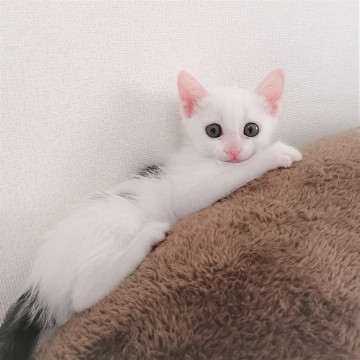 可愛いイクラちゃん♡1.5ヶ月・女子