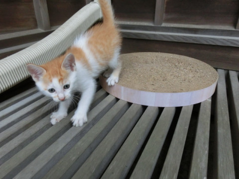 4月28日出生、家猫の子。6兄妹の①。
