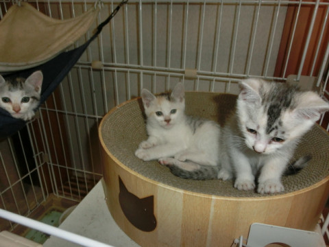 4月28日出生、家猫の子。6兄妹の②。