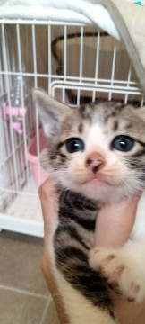 とにかくかわいい人馴れ子猫