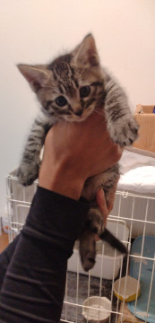 とにかくかわいい人馴れ子猫2
