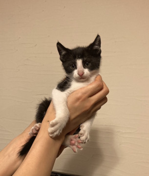 ハチワレ子猫1ヶ月