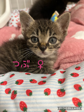 保健所収容猫 期限6月末