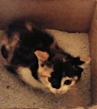 ヤンチャな可愛い三毛猫ちゃん