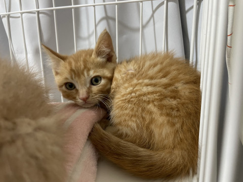 屋根から落ちてきた子猫②トラちゃん