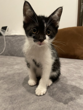 美人姉妹猫