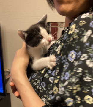 丸顔ハチワレ子猫1ヶ月