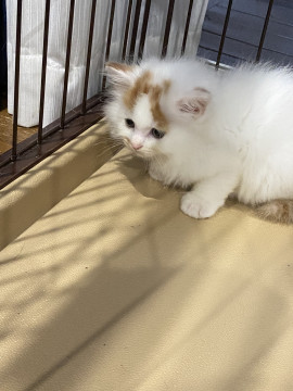 ふわふわ丸顔長毛くん!