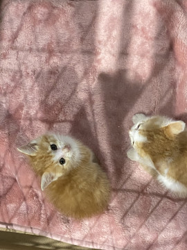 ふわふわ茶とら姉妹