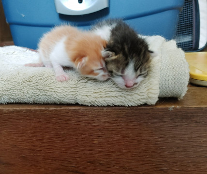 生後2、3日の赤ちゃん
