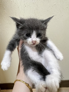 五匹の兄弟猫です!