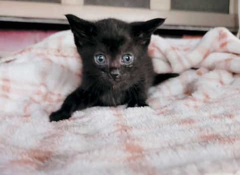 とっても甘えん坊膝乗り 子猫⭐︎動画あり