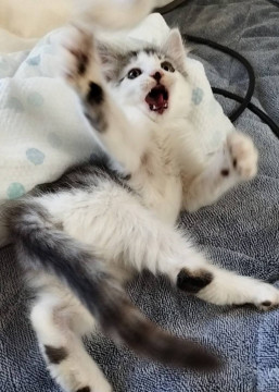 愛嬌たっぷりむぎちゃん