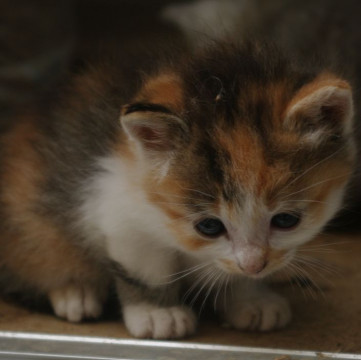かわいいミケちゃん