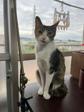 【急募】とても賢い綺麗な三毛猫♀です