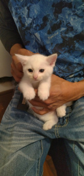とにかくかわいい人馴れ子猫4