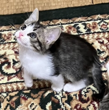 ♡フユくん。ハルくんと一緒に決まりました