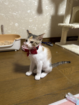 可愛い三毛猫ちゃん