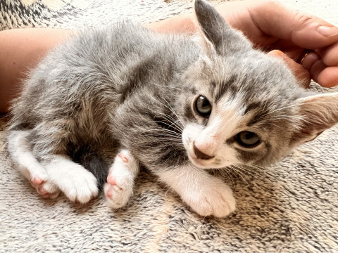 かわいい子猫さん(^^)