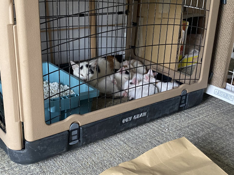 可愛い三毛猫ちゃん家族です。