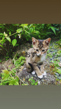 かわいいソックス猫ちゃん