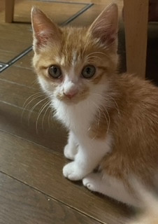 茶白模様の男の子です。