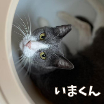 決定☆甘えんぼアピール多目☆イマちゃん