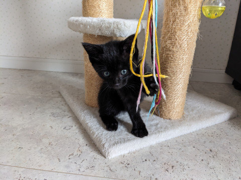 目が綺麗な仔猫ちゃん