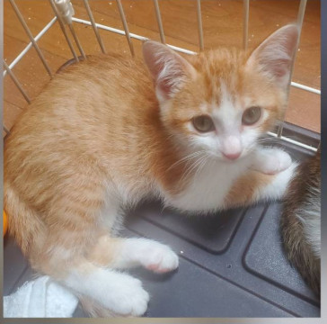 ゴミ箱をあさって生きてきた子猫ちゃん