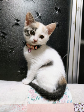 珍しい白三毛のとっても美猫ちゃん!