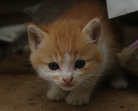レッドのかわいいハチワレちゃん