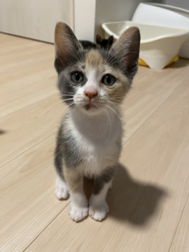 お淑やかな三毛猫ラピちゃん