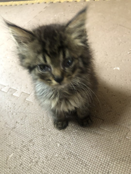 ふわふわで長毛可愛いねこちゃん