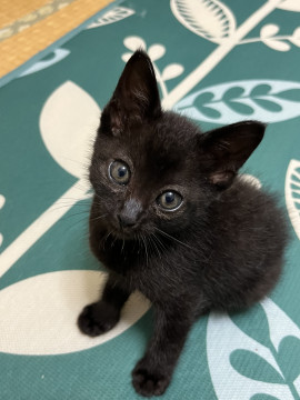 イケメンな黒猫君