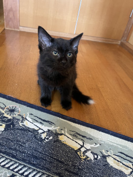 かわいい黒モフちゃん