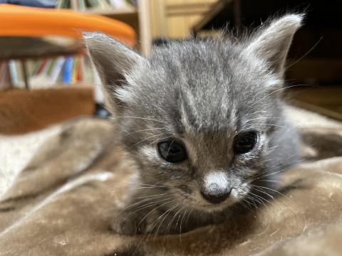 ミニサイズのさばとら猫のまめちゃん