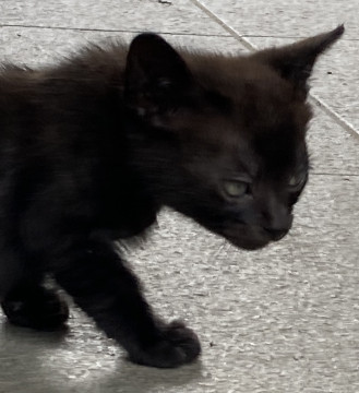 猫]福島県の里親募集 うっすら縞模様の黒猫