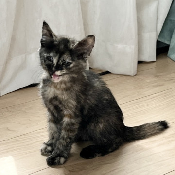 甘えん坊でフワフワがたまらない!