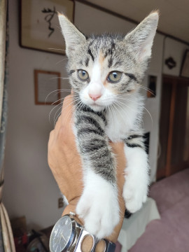 カワイイ縞三毛ちゃん。人馴れ抜群