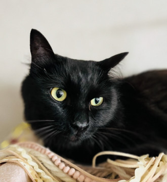 長毛種の耳毛フサフサ黒猫くん
