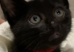 【Ａ62】黒猫だらけ　cute♡