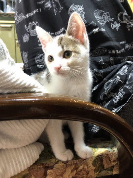 元気いっぱい、可愛いキジシロ子猫