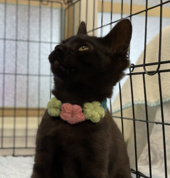 黒猫女の子 性格が抜群に良いです